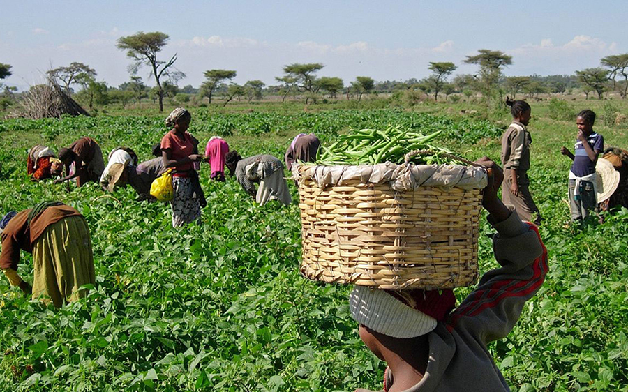 Agriculture vs. Oil: A New Era for Nigeria’s Economy?