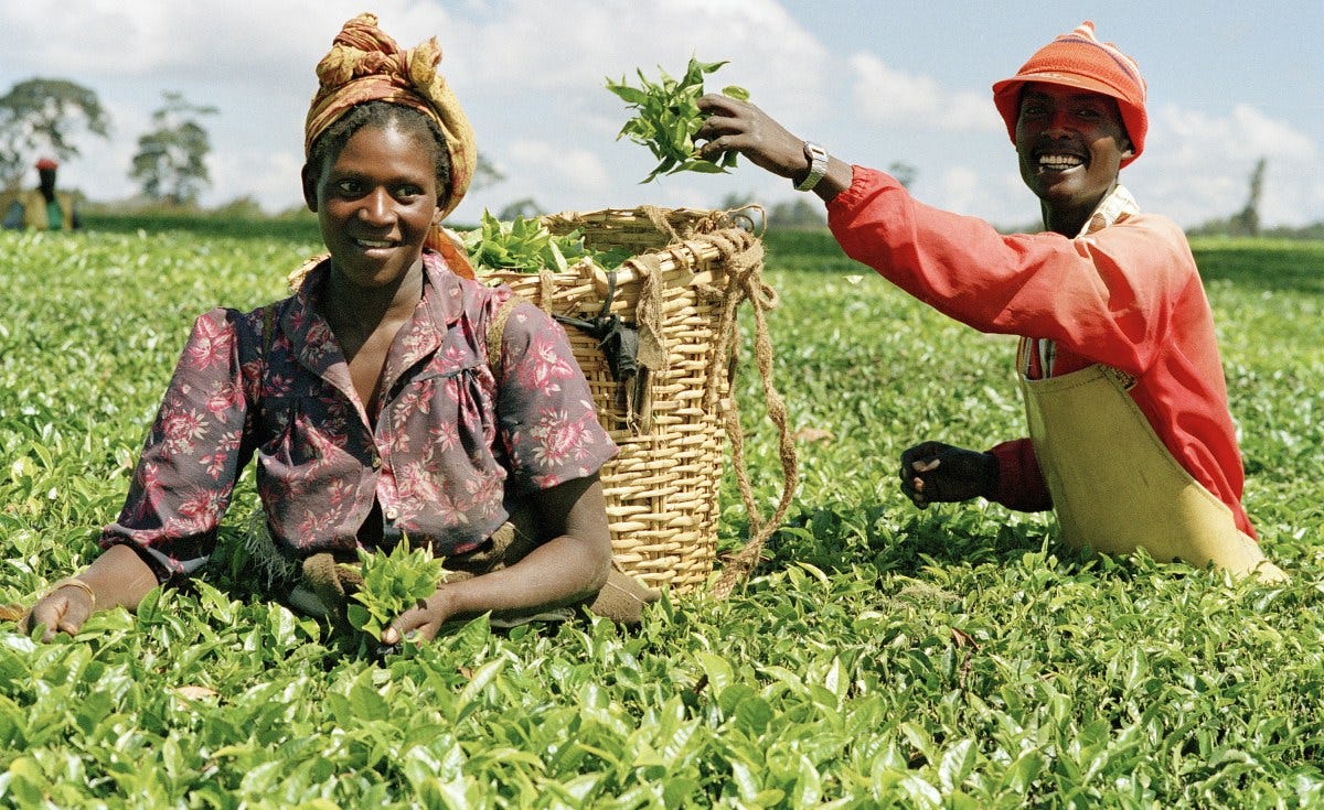 Nurturing Nigeria’s Agricultural Revolution: The Crucial Role of Banks