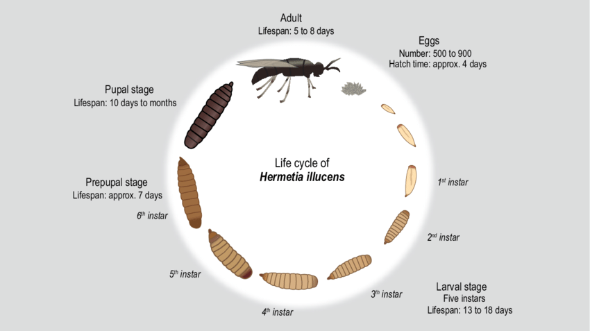 Unveiling the Mighty Black Soldier Fly: A Guide to its Lifecycle and Agricultural Impact